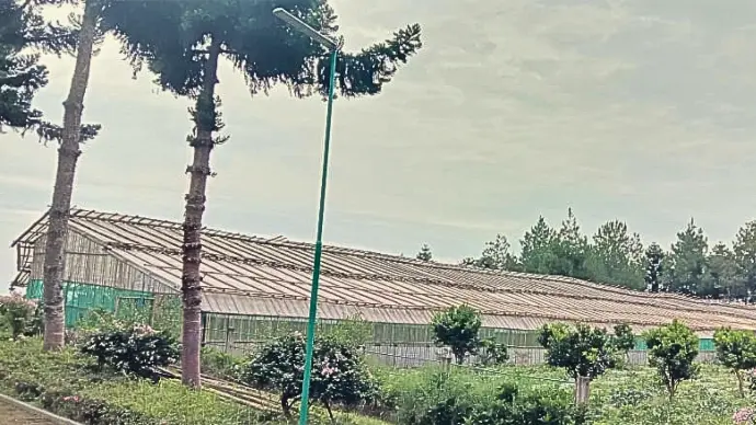 kebun mawar