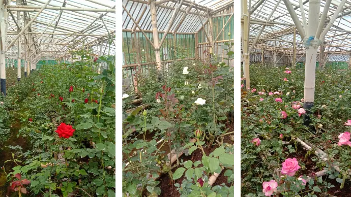 greenhouse mawar